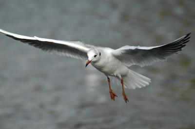 Gull in Flight 2.JPG