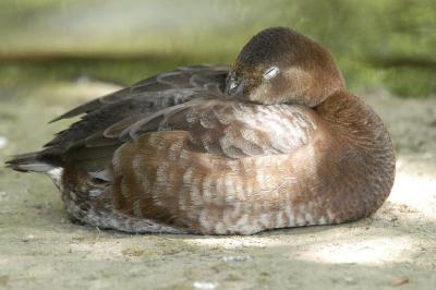 Sleeping Duck.JPG