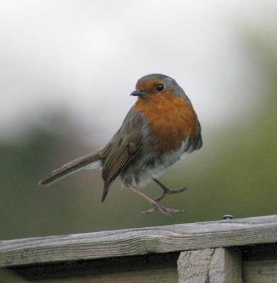 Robin about to land.jpg