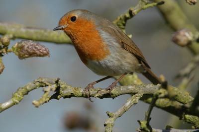 Robin in tree.JPG