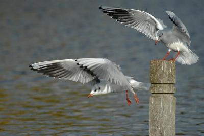 two gulls.JPG