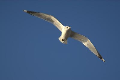 Gull
