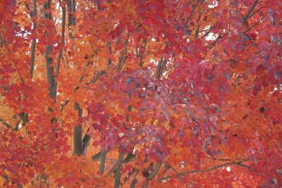 Fall's Colours in Liquid Ambar