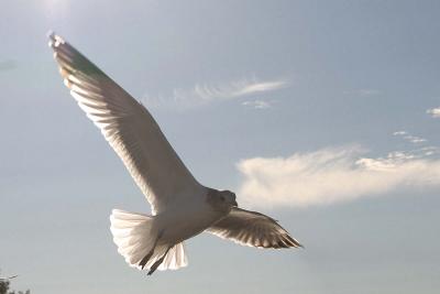 Seagull against the Sun