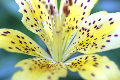 IMG_5560---macro lily or whatever flower.jpg