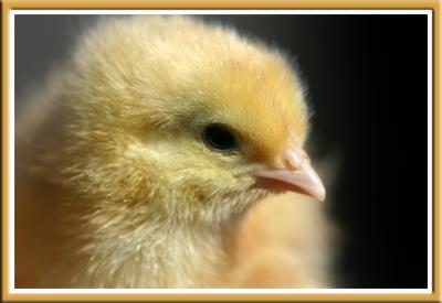Four day old chick