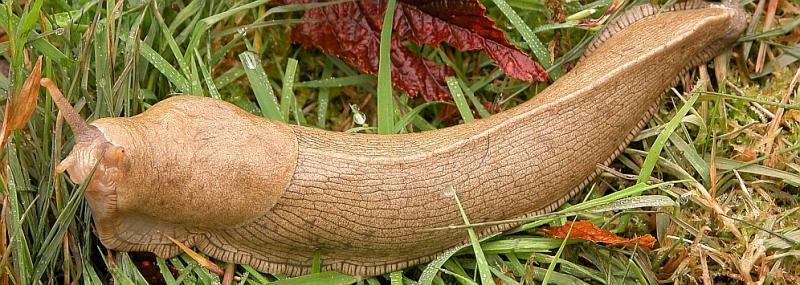 Slug