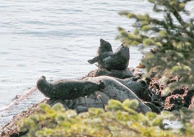 Seal stretching