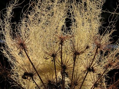 Wild dill pod and old man moss