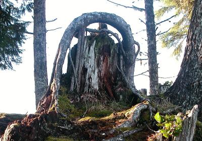 Root growing over old stump