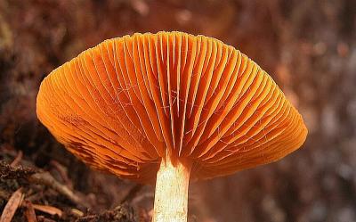 Underside of mushroom