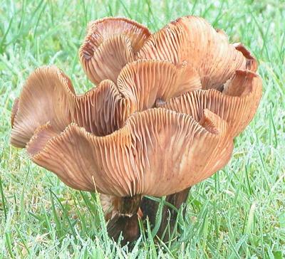 Upturned mushrooms