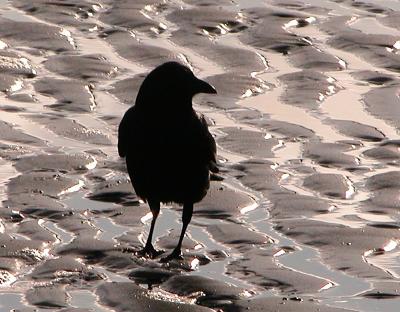 Crow