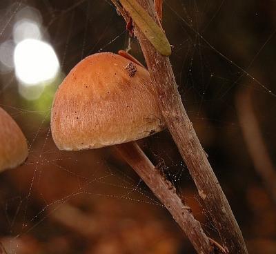 Tiny mushroom