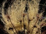 Wild dill pod and old man moss