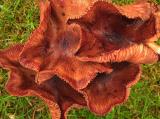 Top of mushroom cluster