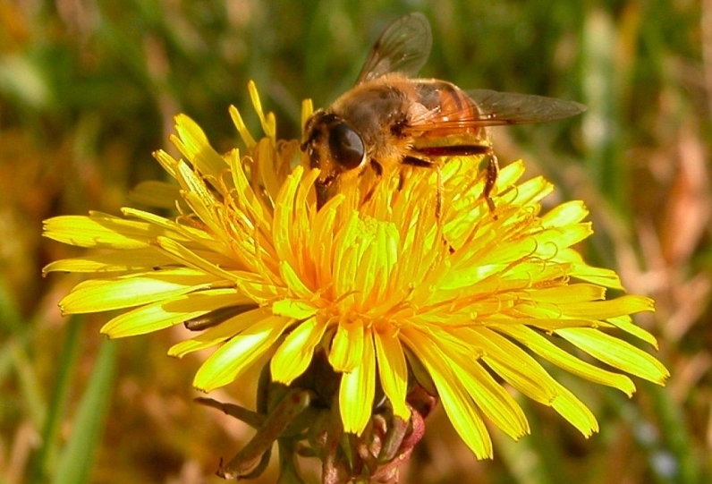 Bee on dandelion...