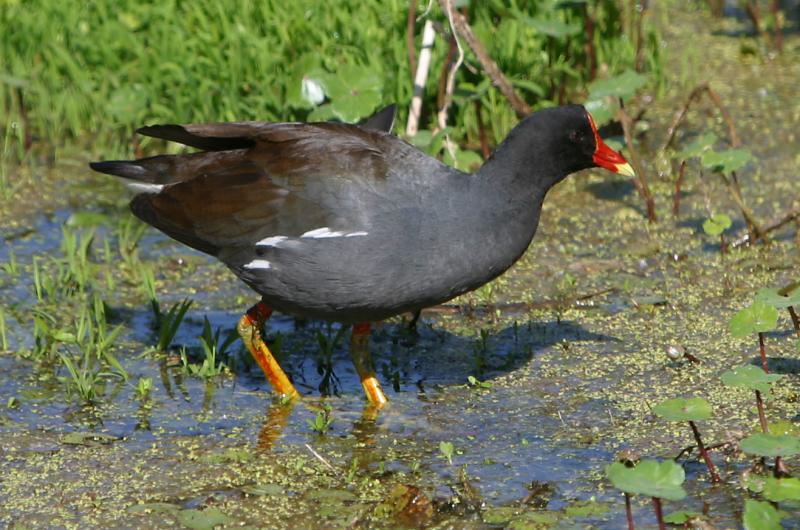 Common Moorhen <I>(Gallinula chloropus)</I>