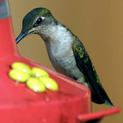 Ruby-throated Hummingbird (Archilochus colubris) (female)