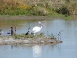 American White Pelican and Cormorants