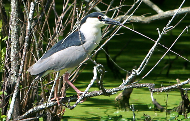 Black_crowned Night Heron <I>(Nycticorax nycticorax)</I>