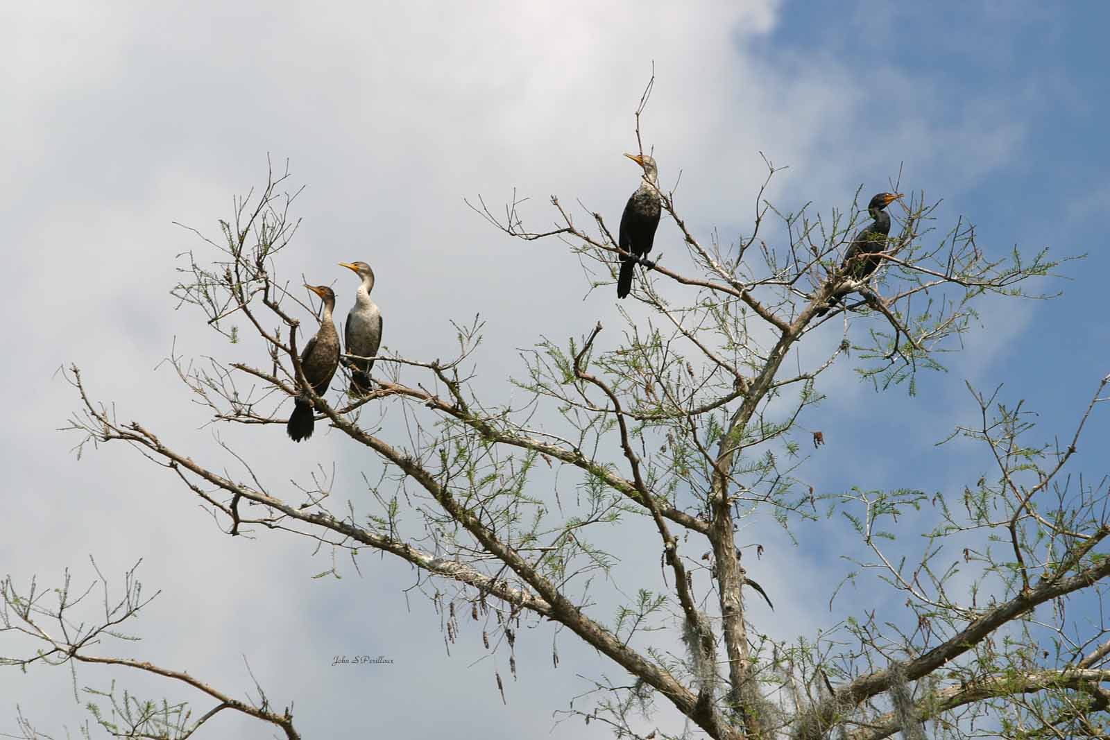 Cormorants