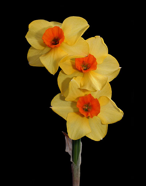 Daffodils