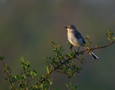 This-Mockingbird-Does-Shine....