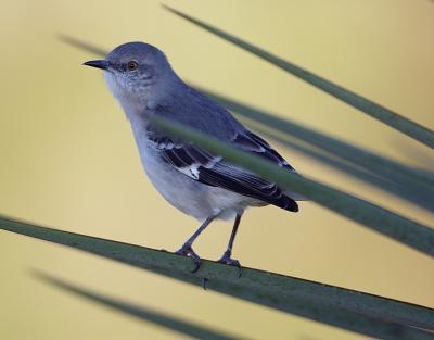 Mockingbird-Gold