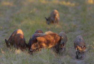 feral_hogs