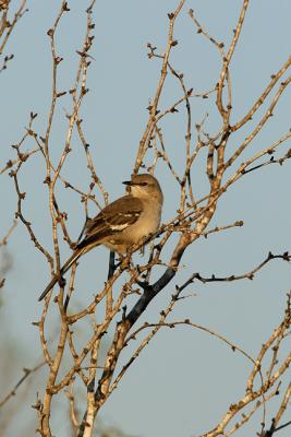 Mockingbird-Evening