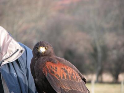 Hawk07.JPG