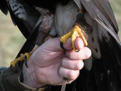 Hawk13.JPG