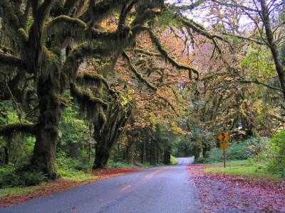 Hoh Rain Forest, Olympic N.P.