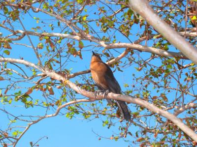 Bird at Downtown Disney