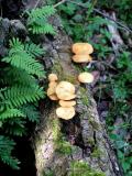 Fungi on Fallen Tree