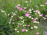 Wildflowers in the Swamp