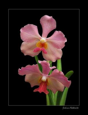 u37/julianht/medium/38814095.UplRedOrchids1263700Line.jpg