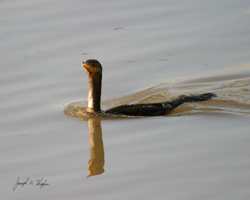 Double-crested Cormorant