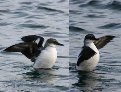 Pigeon Guillemot