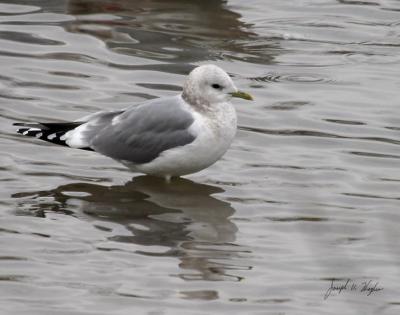 Mew Gull