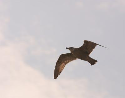 immature herring gull overhead