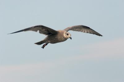 flight. immature herring gull