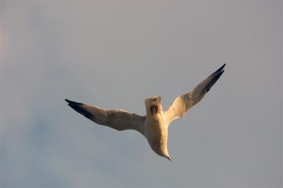 dive. ring billed gull