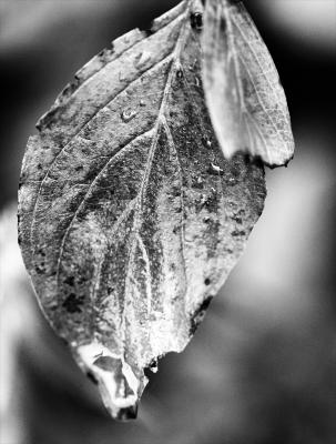 redtwig dogwood leaf