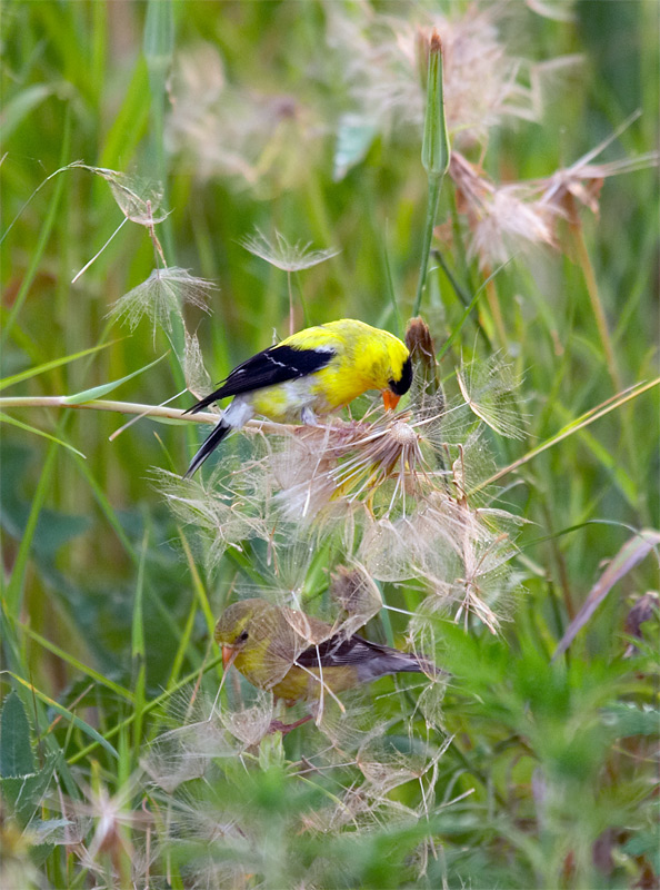 two goldfinches