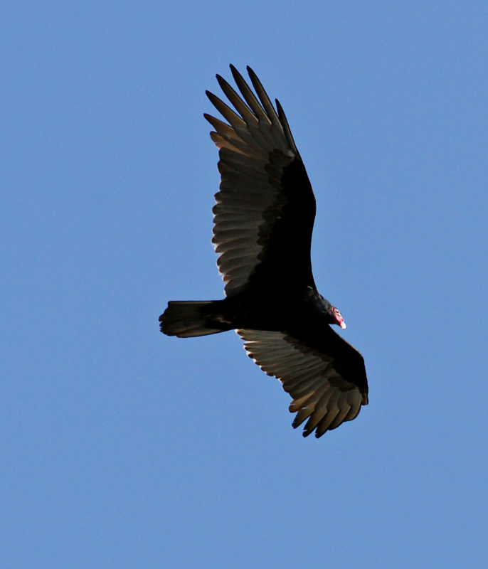 turkey vulture. in flight