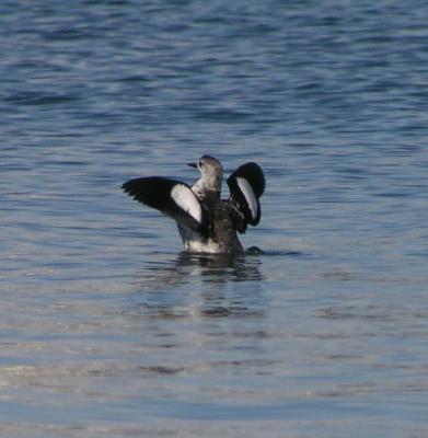 blackguillemotcropped.jpg