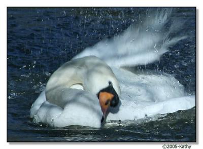 Swan Two.jpg