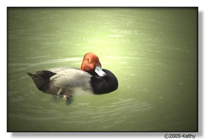 Redhead Duck.jpg